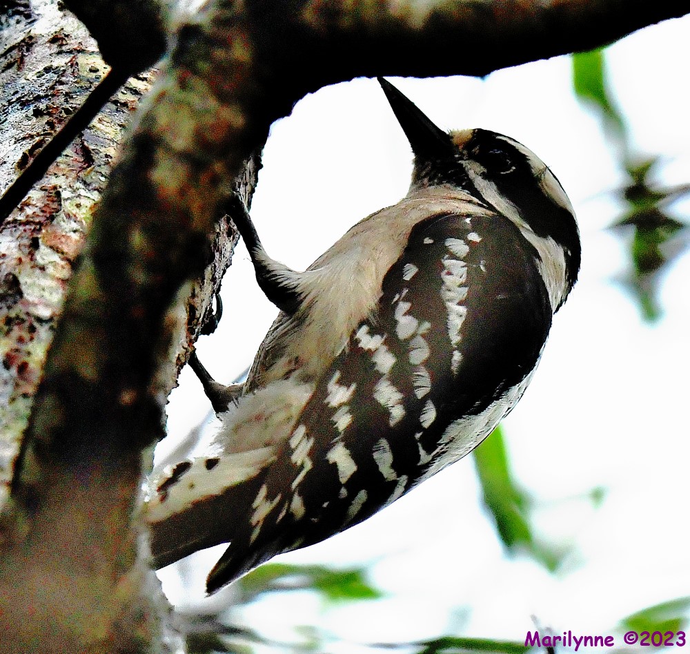 DSC_5660_001.JPG