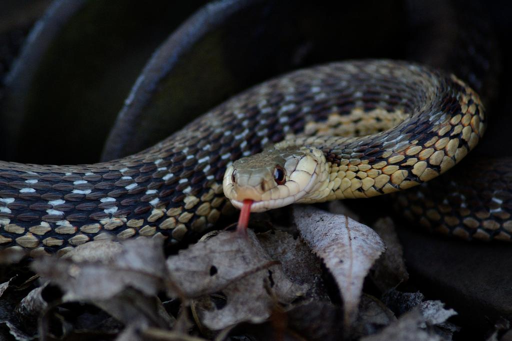 DSC_5661.jpg