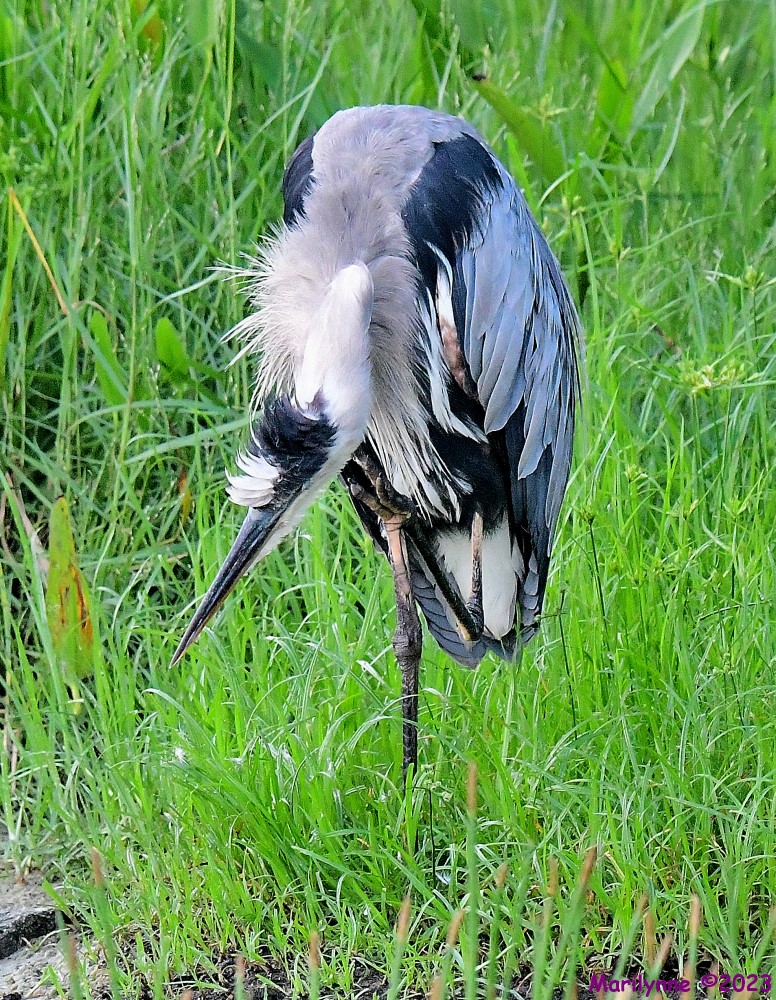 DSC_5661_001.JPG