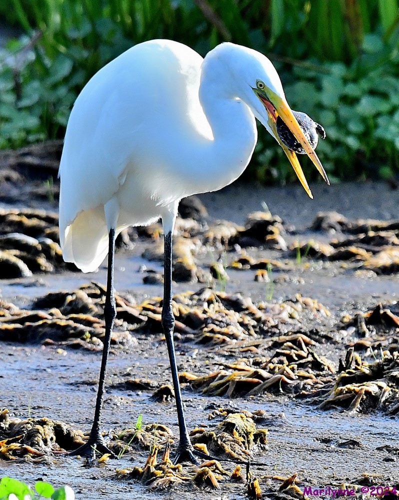 DSC_5661_001.JPG