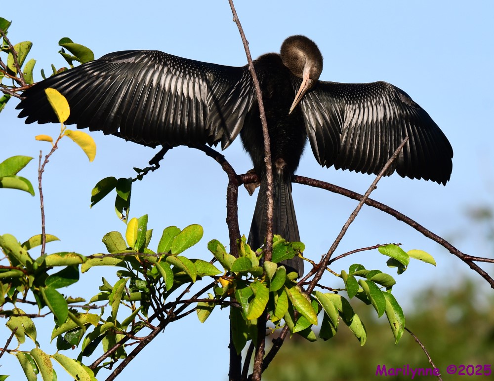 DSC_5661_001.JPG