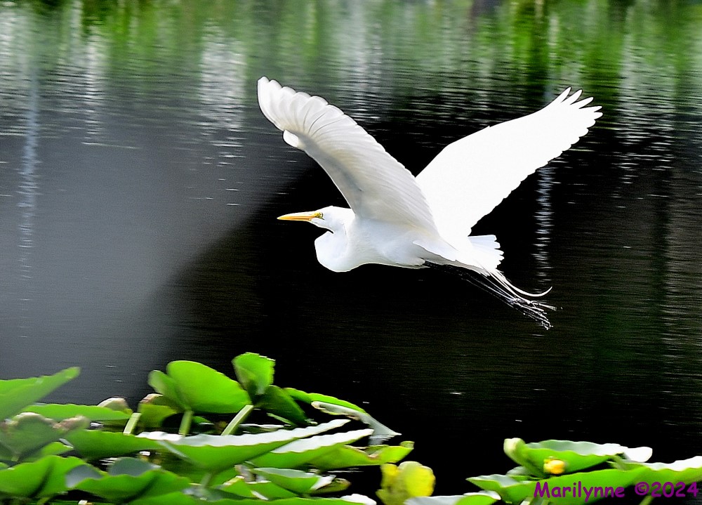 DSC_5662_001.JPG