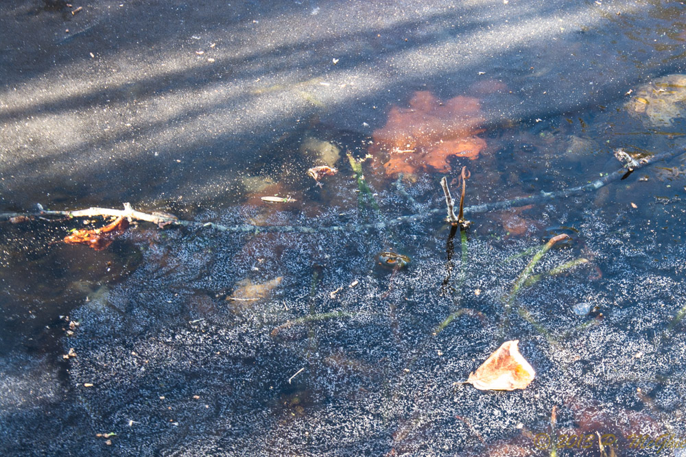 DSC_5664.jpg