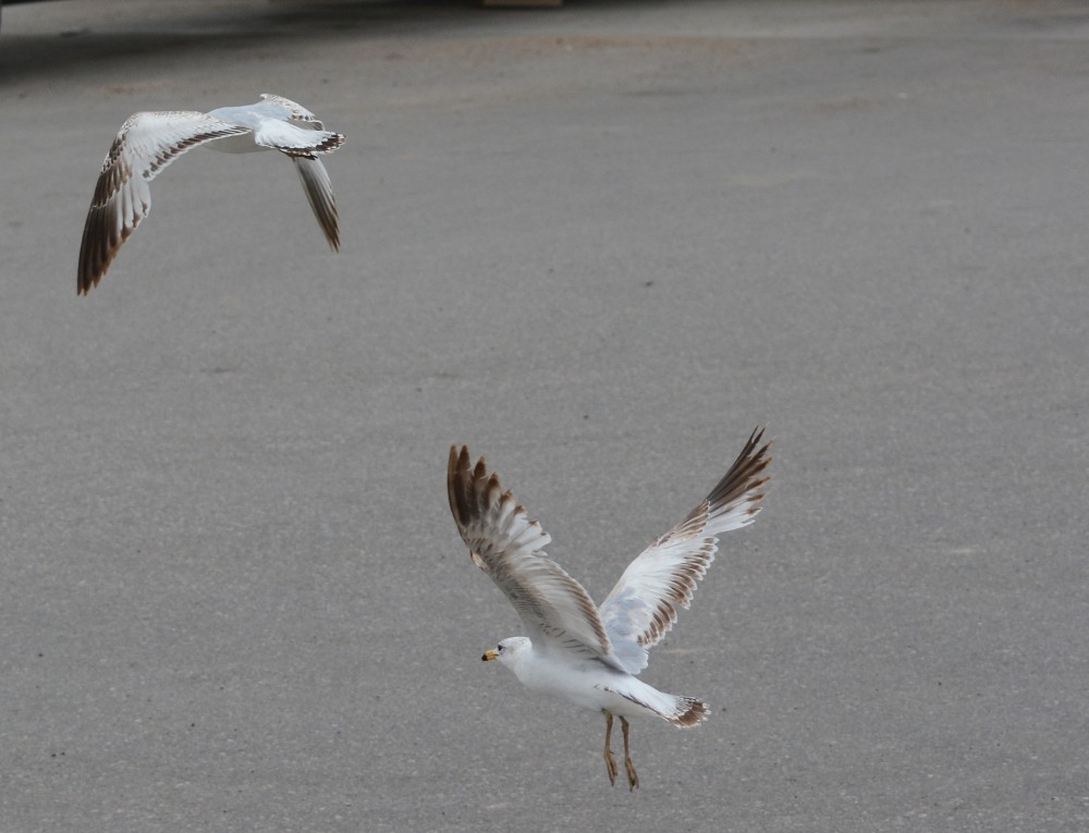DSC_5664_01.JPG