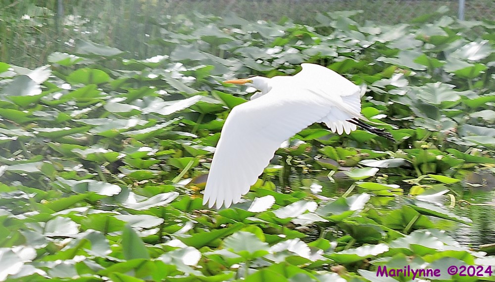 DSC_5665_001.JPG