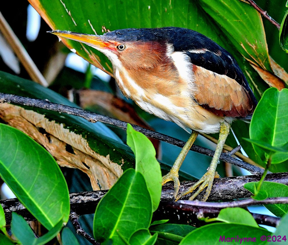 DSC_5665_001.JPG
