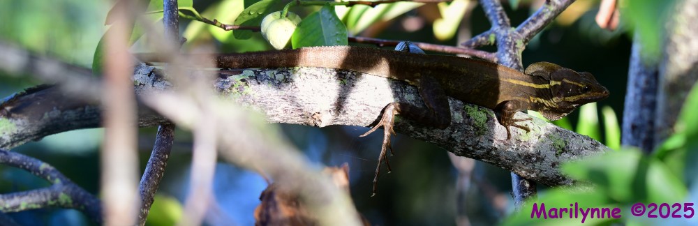 DSC_5665_stitch3_001.JPG