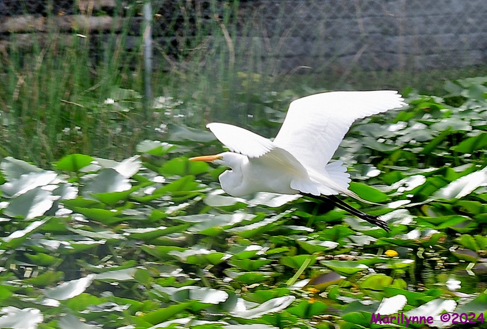 DSC_5666_001.JPG