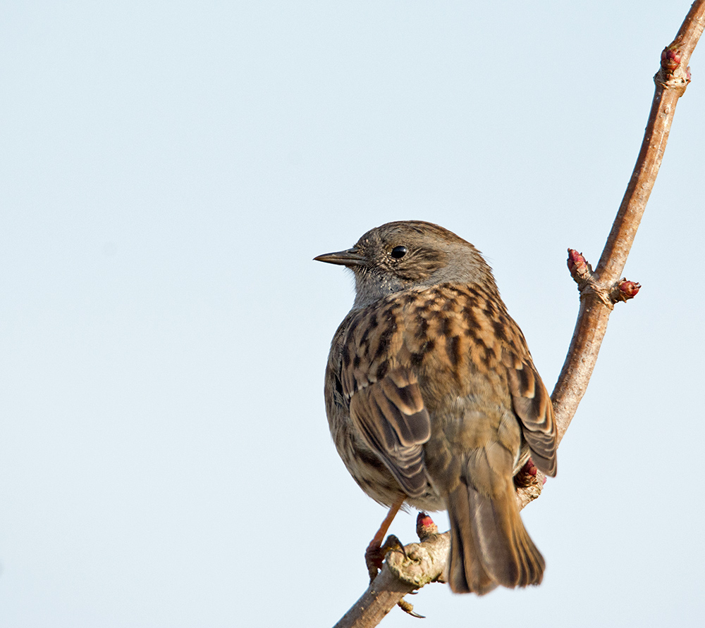 DSC_5667.jpg