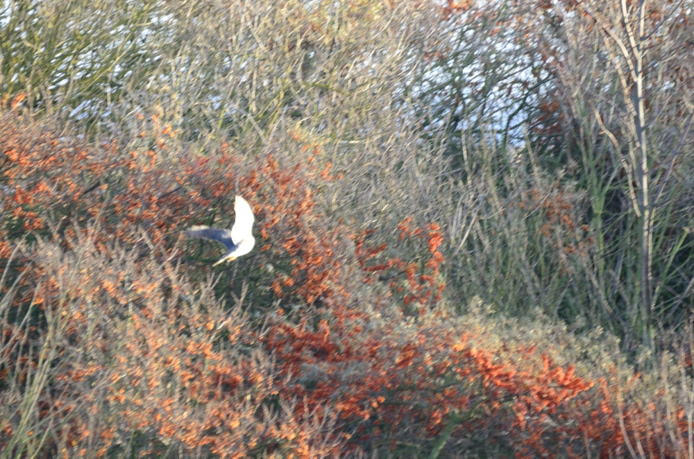 DSC_5667.JPG