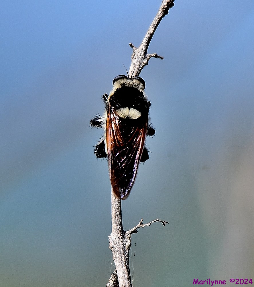 DSC_5668_001.JPG