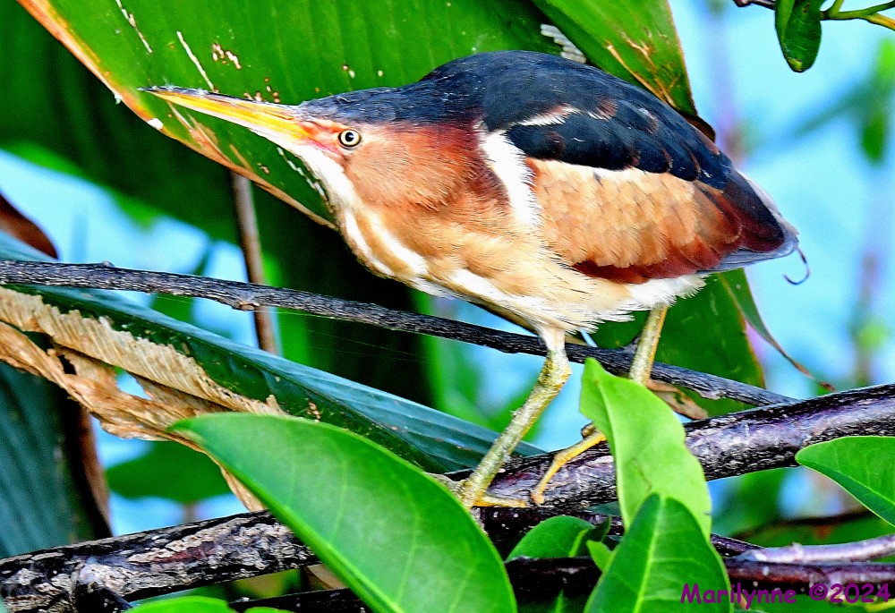 DSC_5676_001.JPG