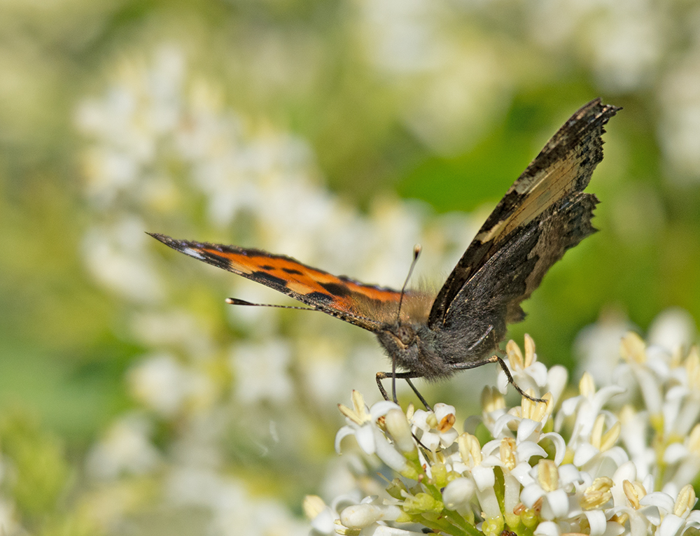 DSC_5677.jpg