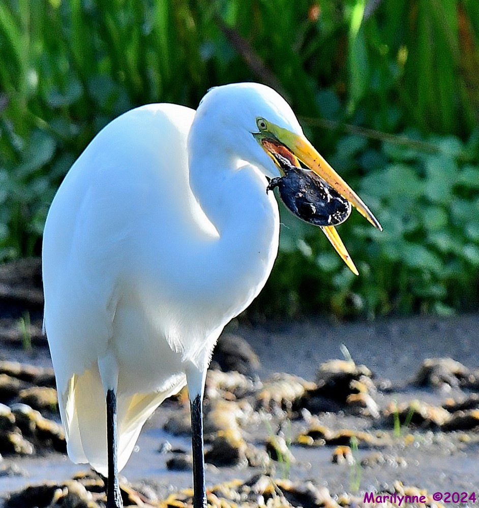DSC_5677_001.JPG