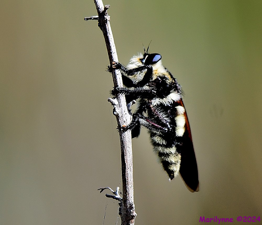 DSC_5677_001.JPG