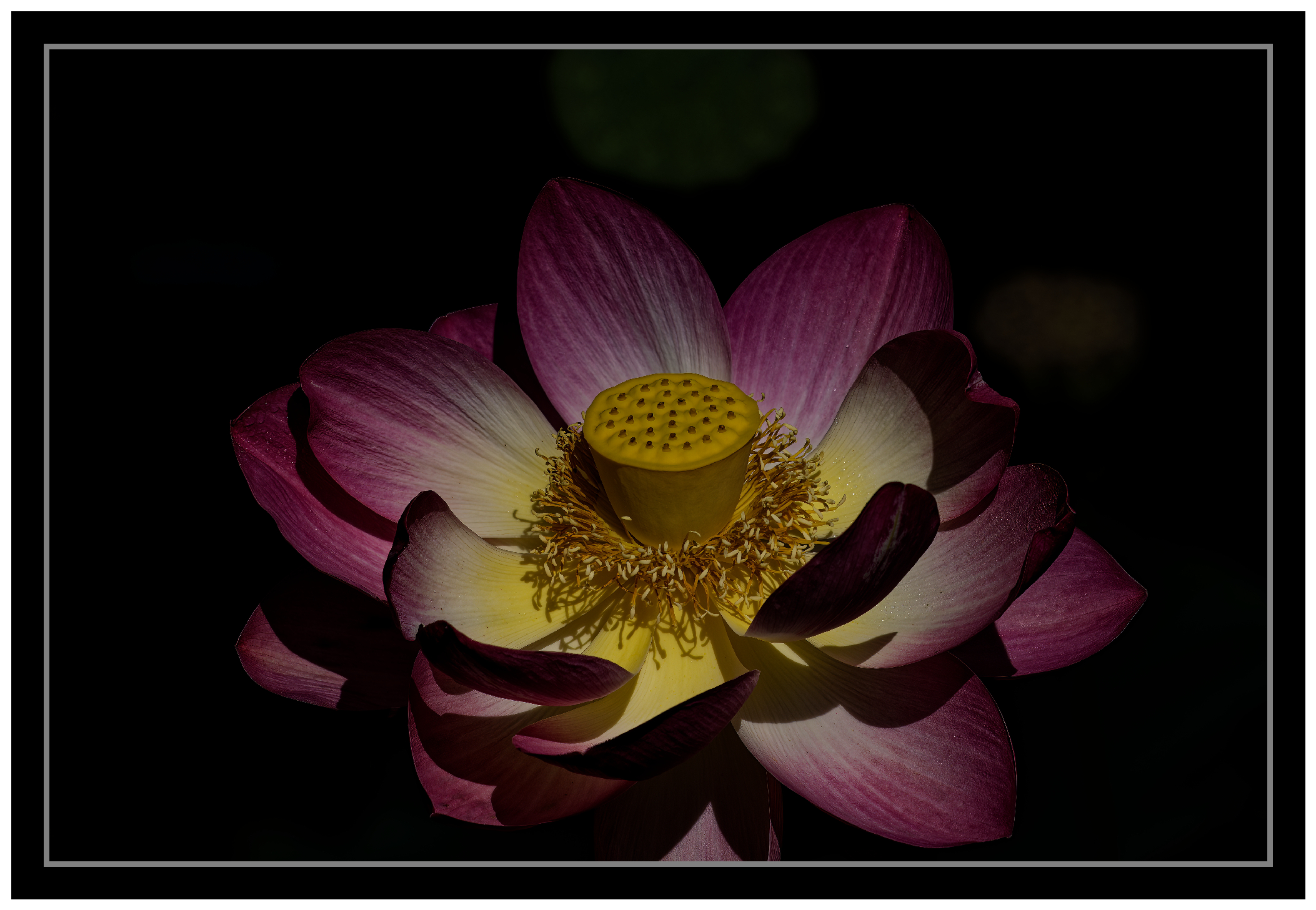 DSC_5678 Lotus small.jpg