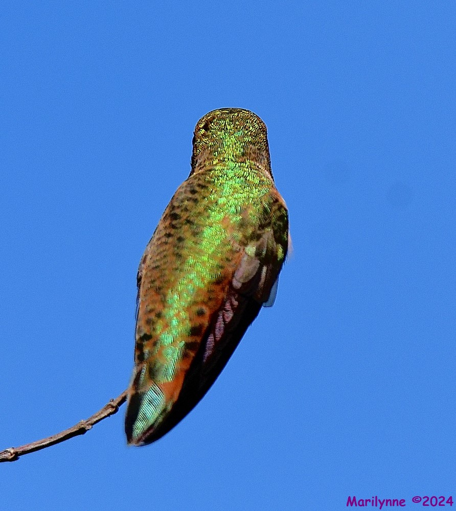 DSC_5678_001.JPG