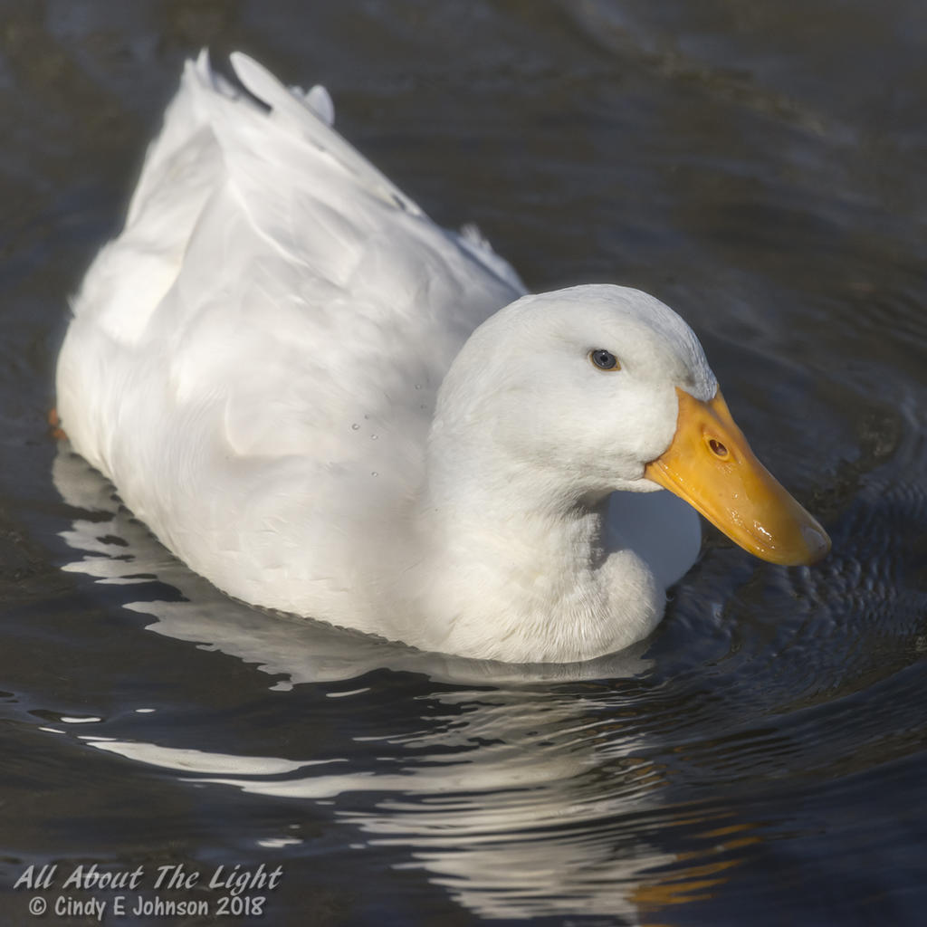 DSC_5682 low res.jpg