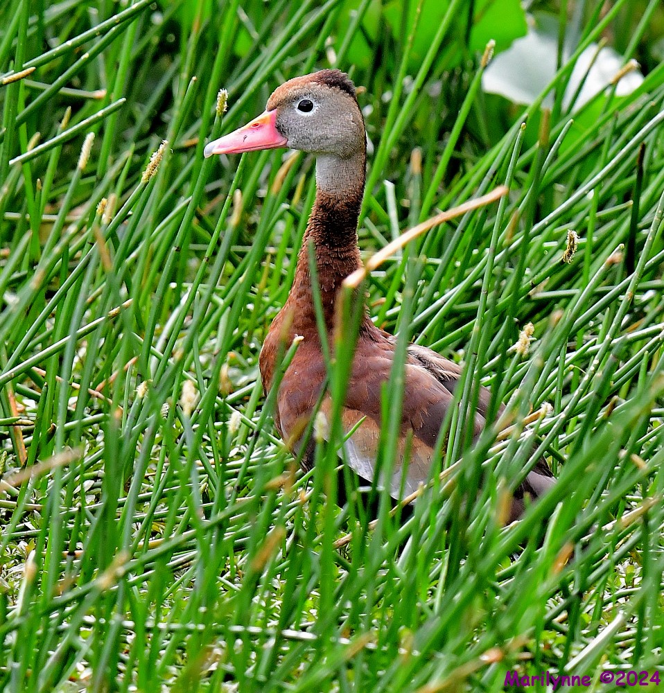 DSC_5682_001.JPG