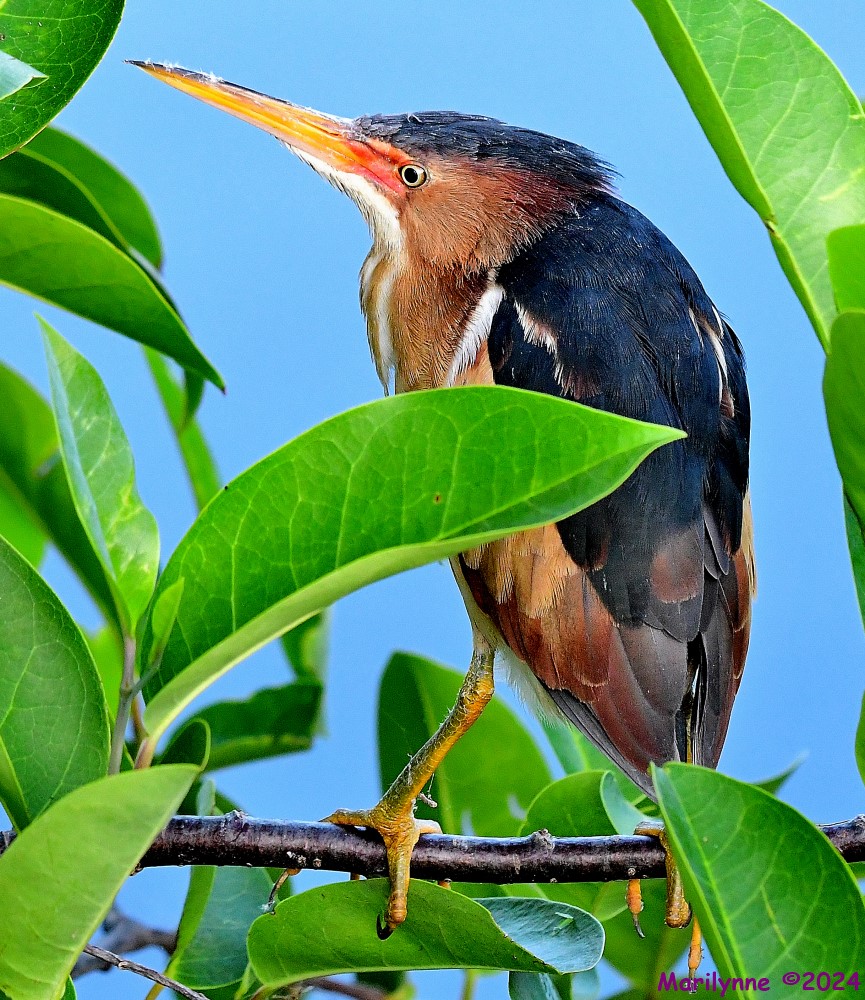 DSC_5682_001.JPG
