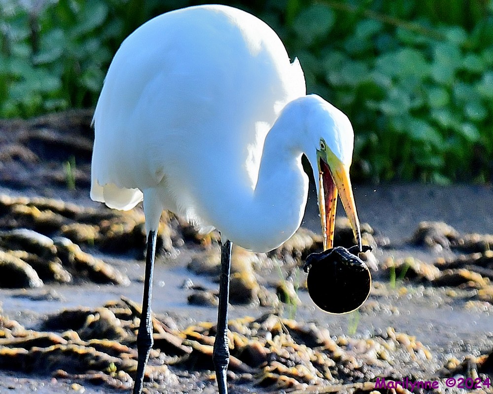 DSC_5682_001.JPG