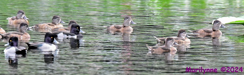 DSC_5684_stitch3_001.JPG