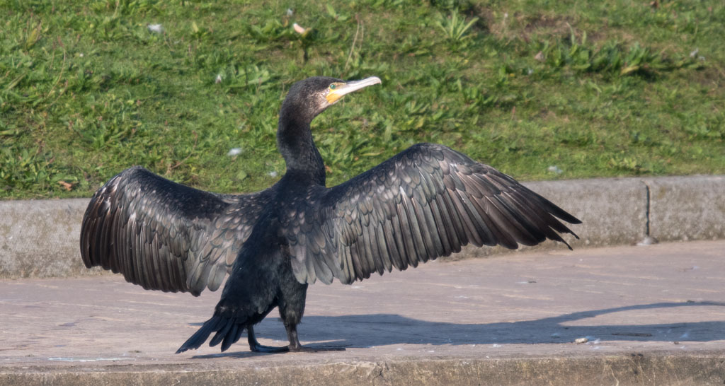 DSC_5685.jpg
