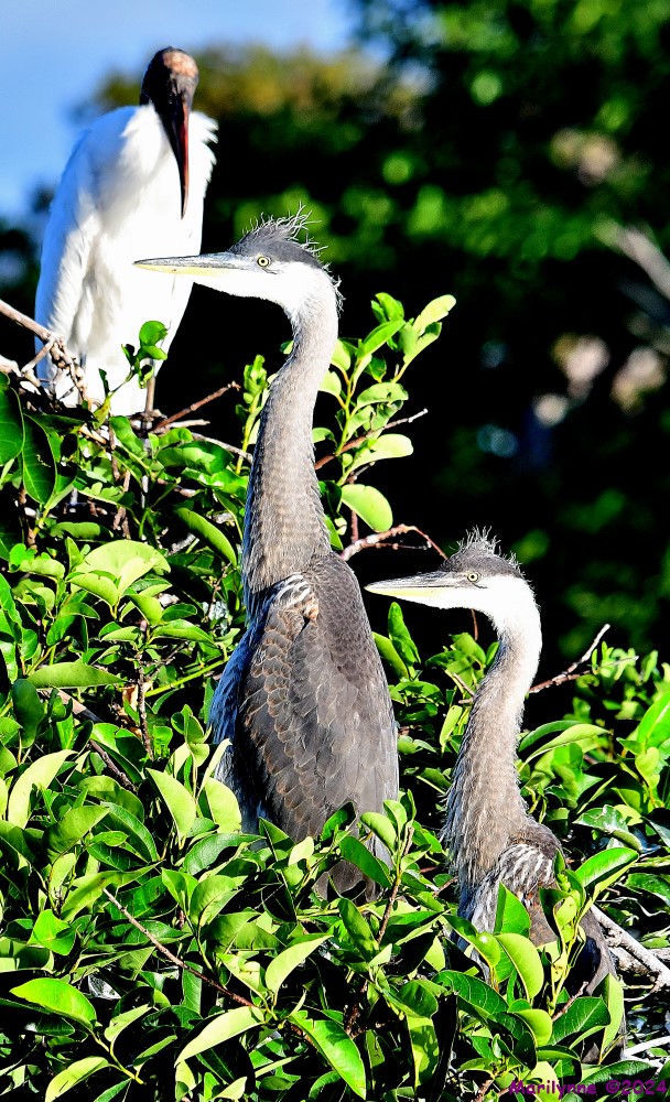 DSC_5686_001.JPG