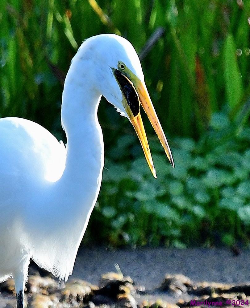 DSC_5686_001.JPG