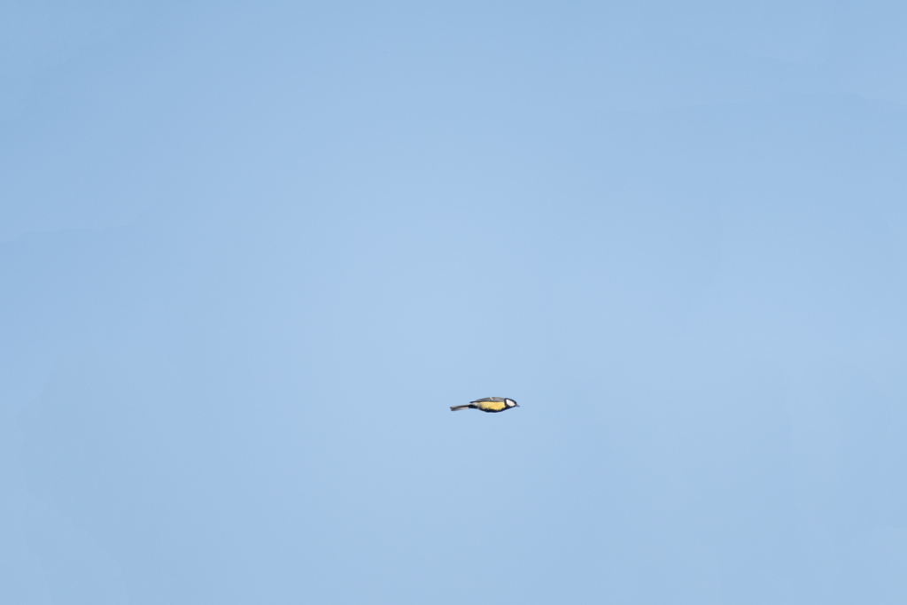 DSC_5687.jpg
