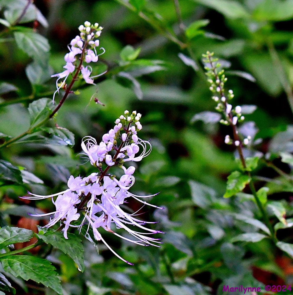 DSC_5687_001.JPG