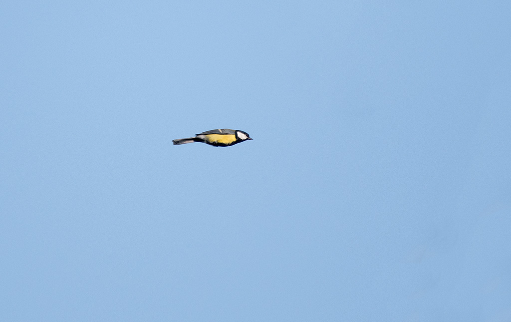 DSC_5687c.jpg