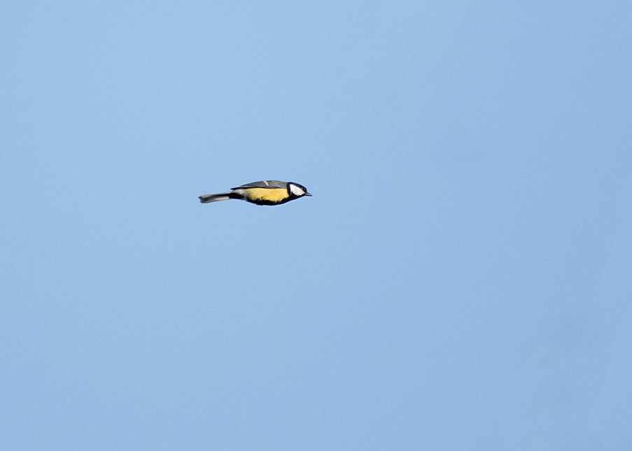 DSC_5687c.jpg