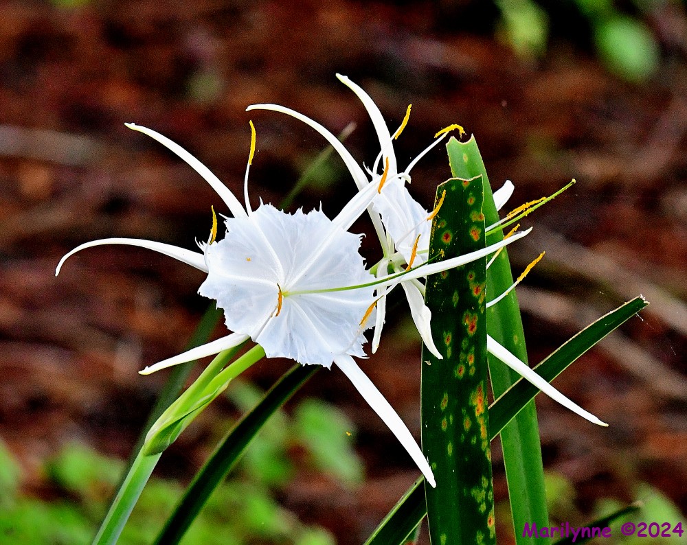 DSC_5689_001.JPG