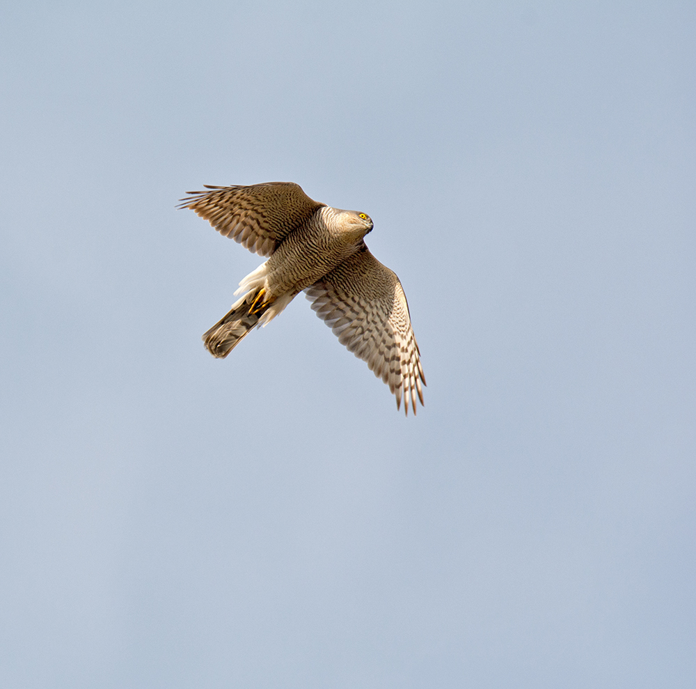 DSC_5690.jpg