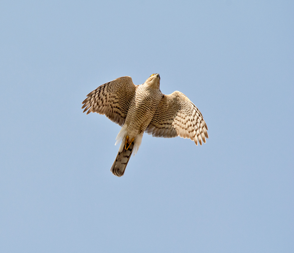 DSC_5692.jpg