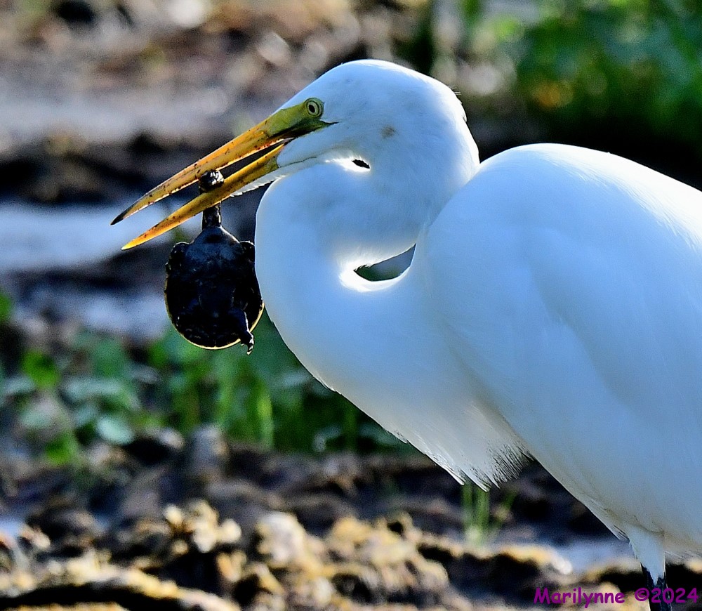 DSC_5692_001.JPG