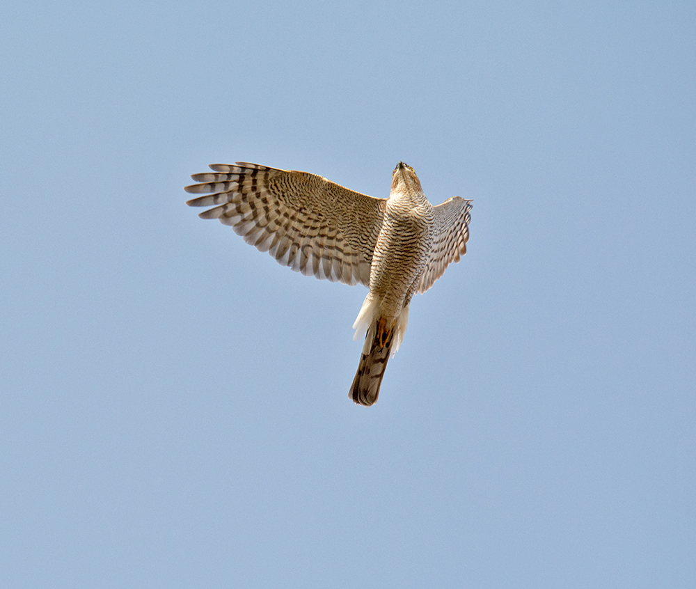 DSC_5693.jpg