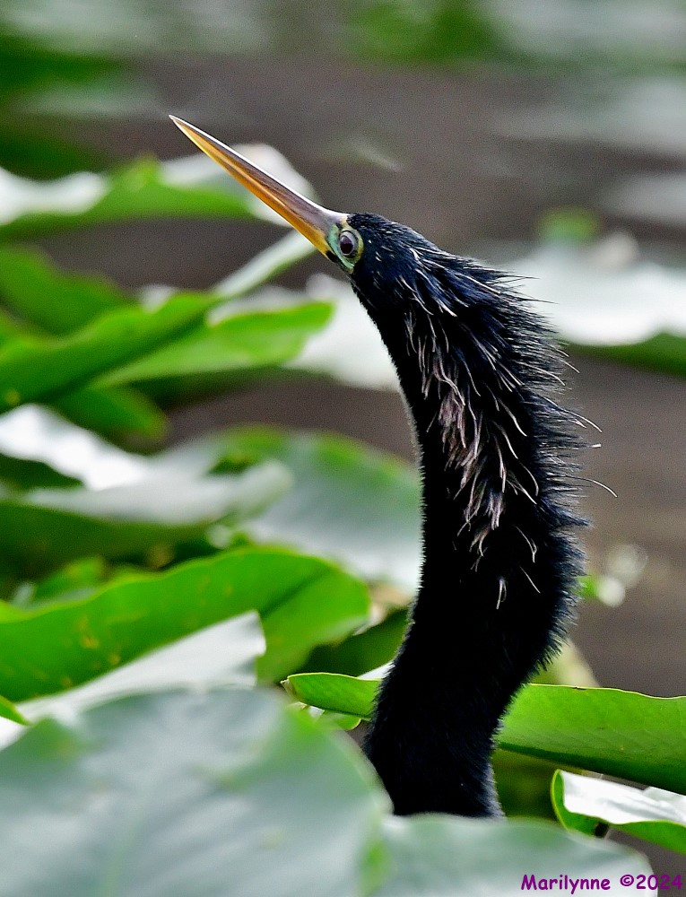 DSC_5693_001.JPG