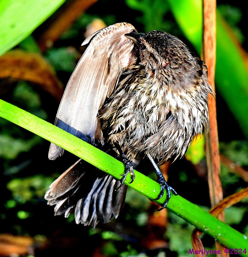 DSC_5693_001.JPG