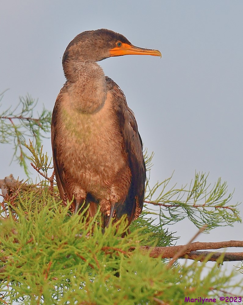 DSC_5694_001.JPG