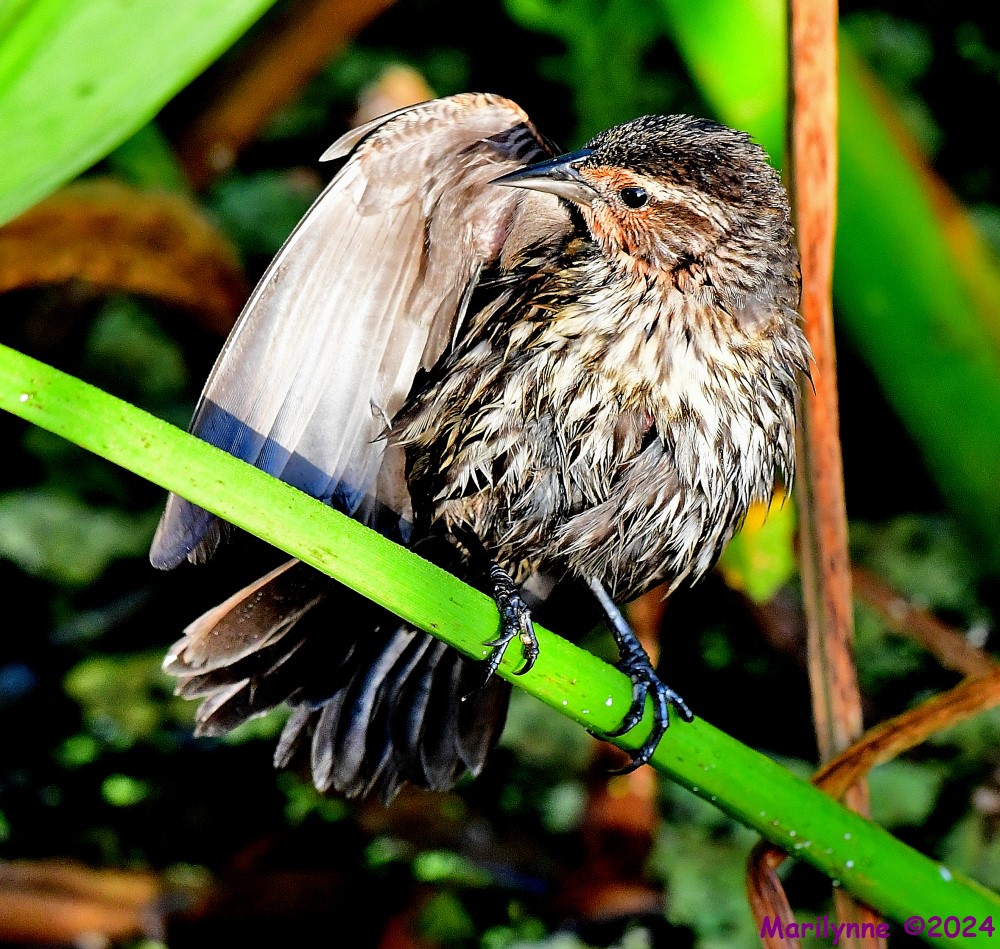 DSC_5694_001.JPG