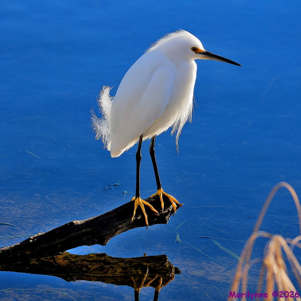 DSC_5695 copy_001.JPG