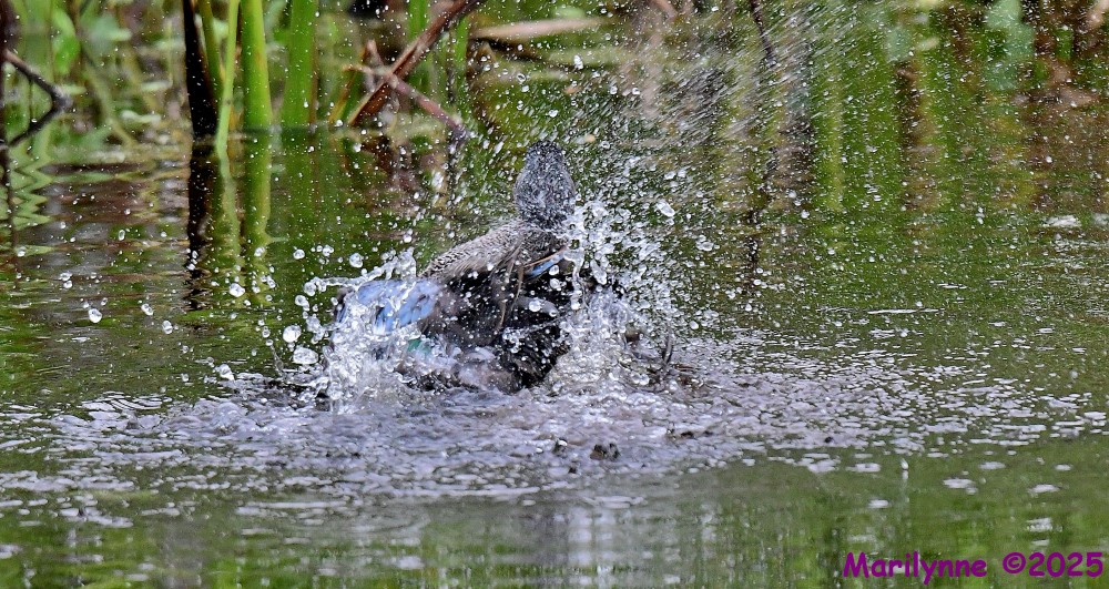 DSC_5695_001.JPG
