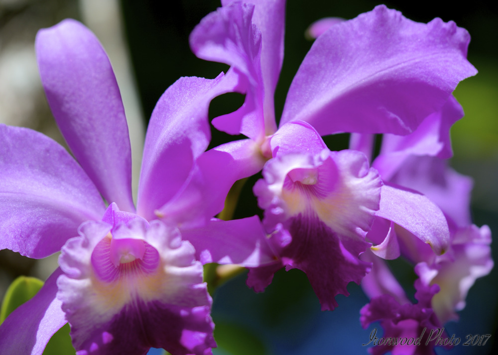 DSC_5696.jpg