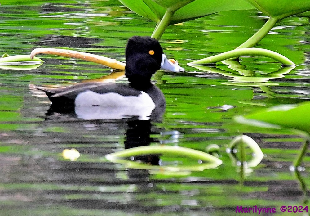 DSC_5705_001.JPG