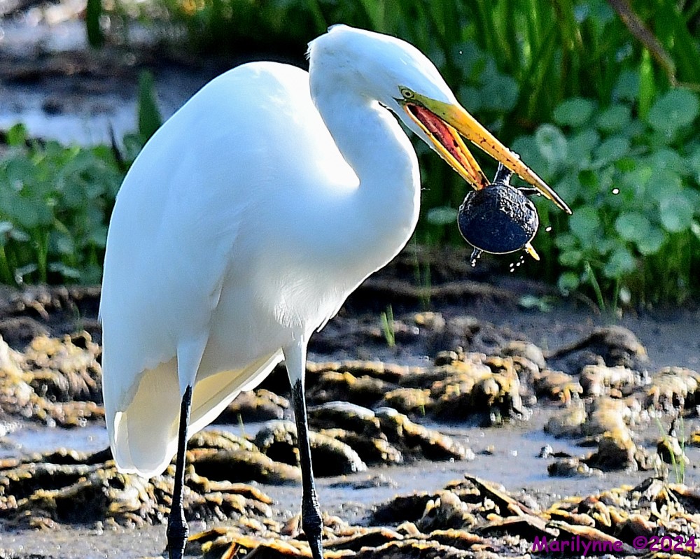 DSC_5705_001.JPG