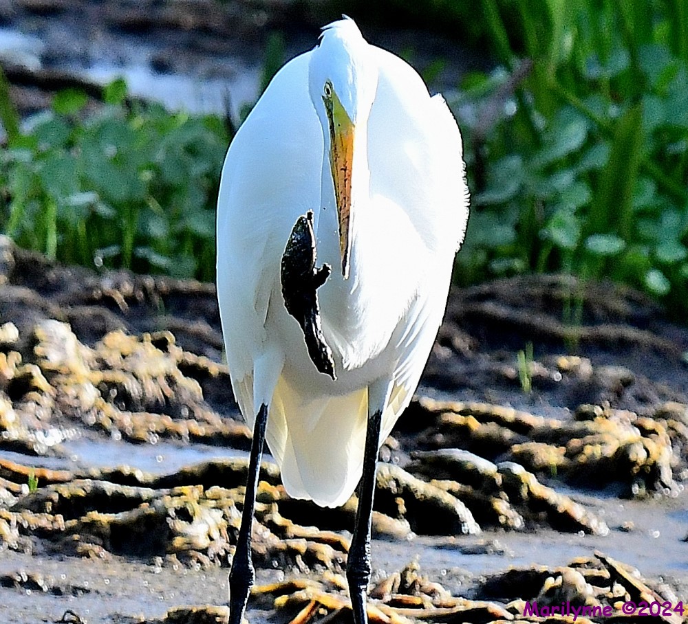 DSC_5707_001.JPG