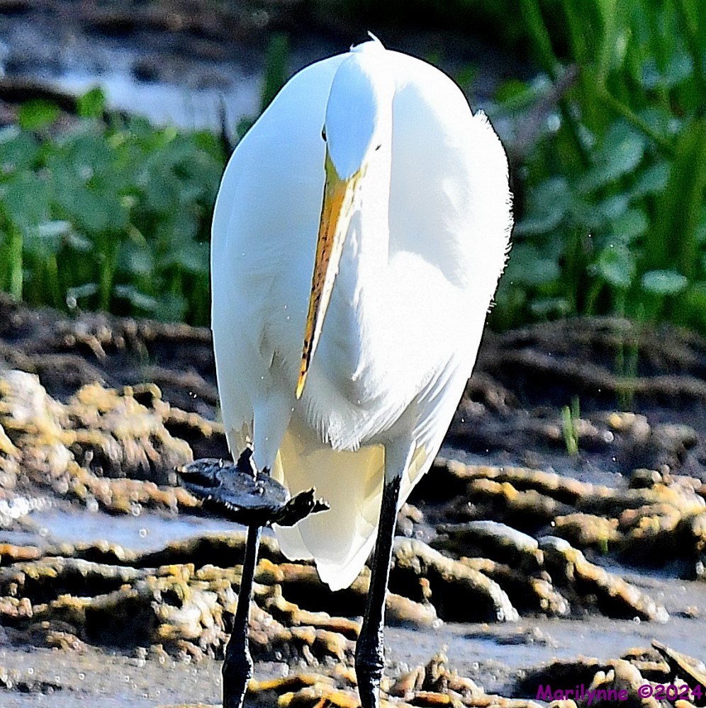 DSC_5708_001.JPG