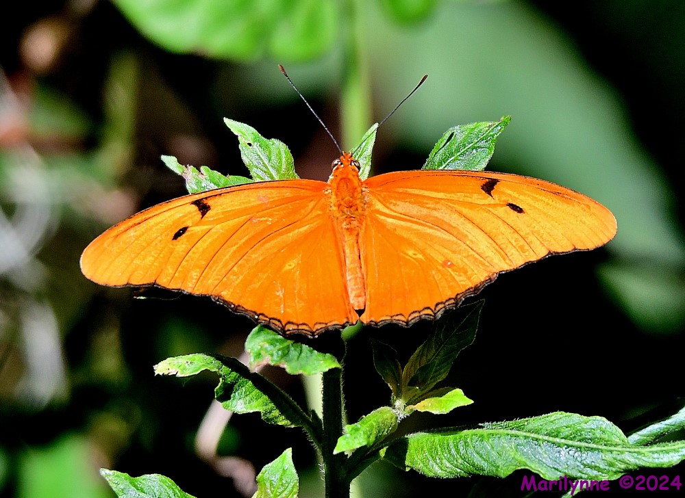 DSC_5711_001.JPG